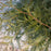 Arborvitae, Spring Grove® Arborvitae