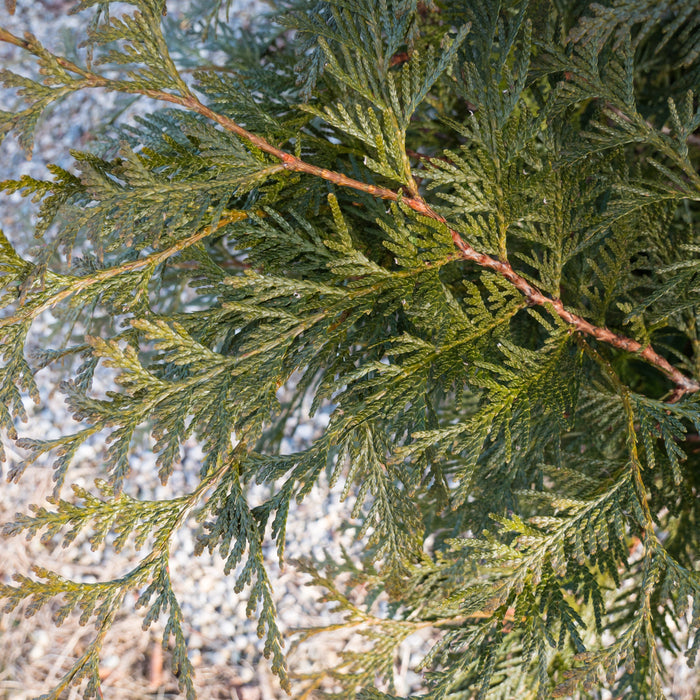 Arborvitae, Spring Grove® Arborvitae