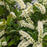 Sweetspire, Fountains of Rouge™ Sweetspire