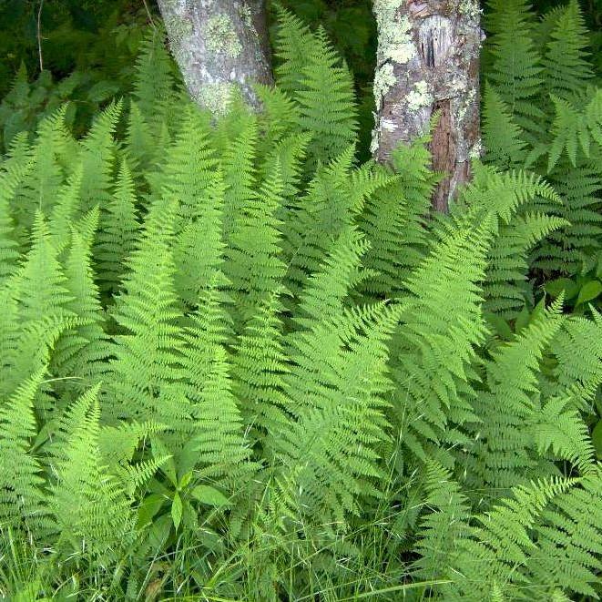 Fern, Hayscented Fern