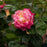 Rose, First Edition® Love & Peace® Rose