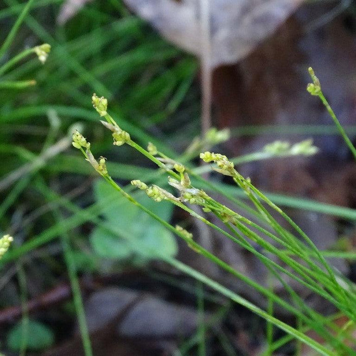 Sedge, Bristle-leafed Sedge