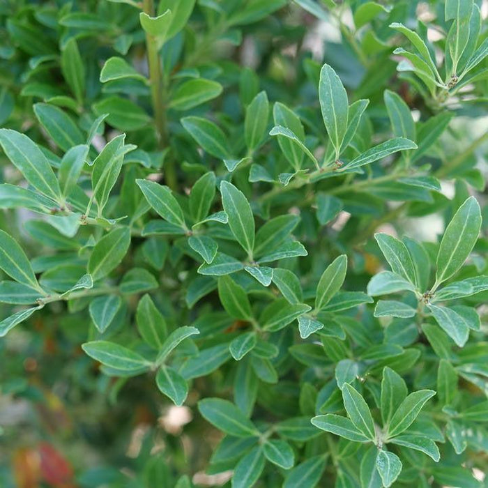 Holly, Squeeze Box® Inkberry Holly
