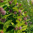 Milkweed, Common Milkweed