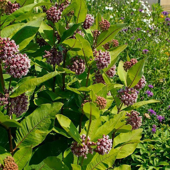 Milkweed, Common Milkweed