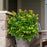 Hypericum inodorum 'Kolmapuki' PP24,576  - First Editions® Pumpkin St. John's Wort