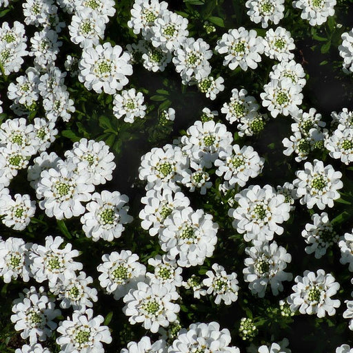 Candytuft, Snowsurfer™ Candytuft