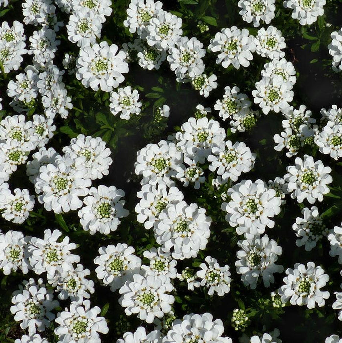 Candytuft, Snowsurfer™ Candytuft