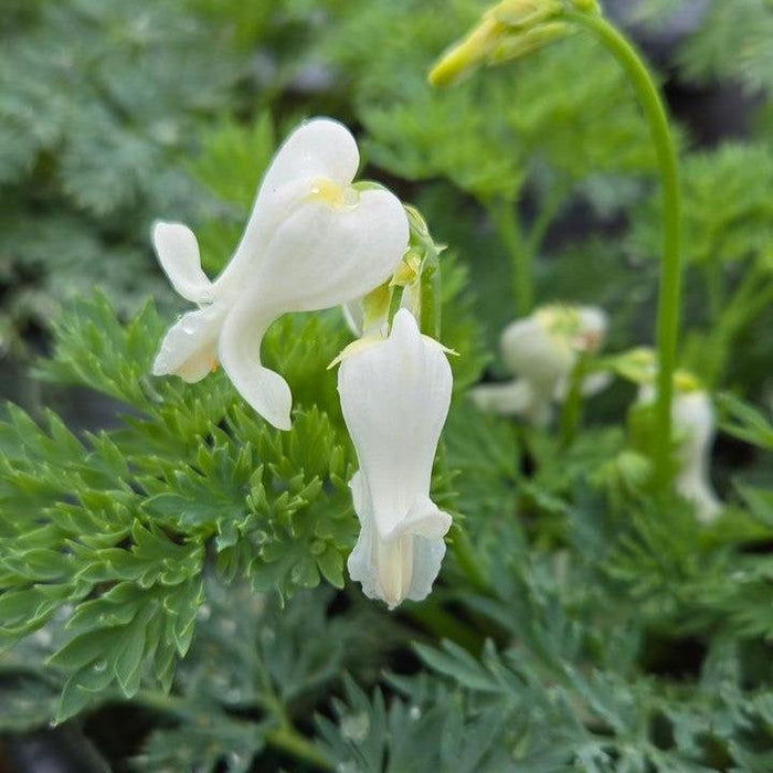 Bleeding Heart, White Diamonds Fern-Leaf Bleeding Heart