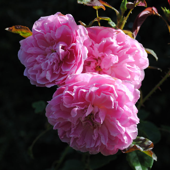 Rose, Harlow Carr Rose