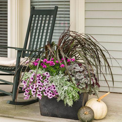 Coral Bells, Dolce® Silver Gumdrop Heuchera