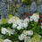 Hydrangea, First Editions® Little Hottie® Hydrangea