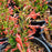 Hyssop, Kudos™ Red Hummingbird Mint