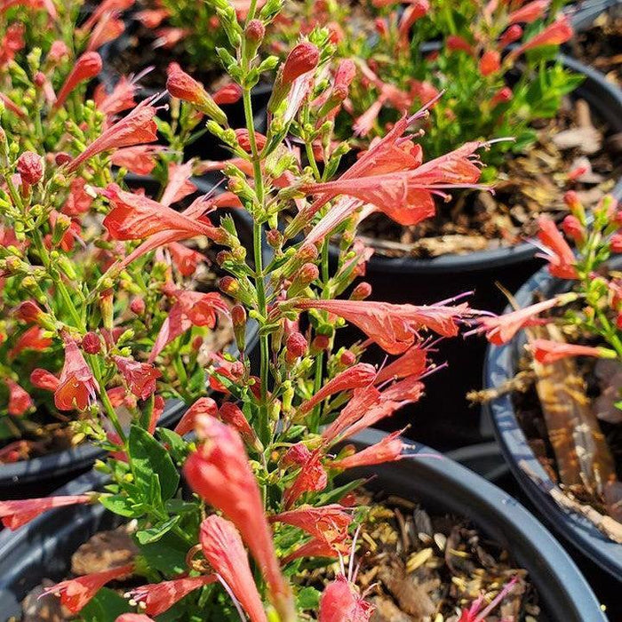 Hyssop, Kudos™ Red Hummingbird Mint
