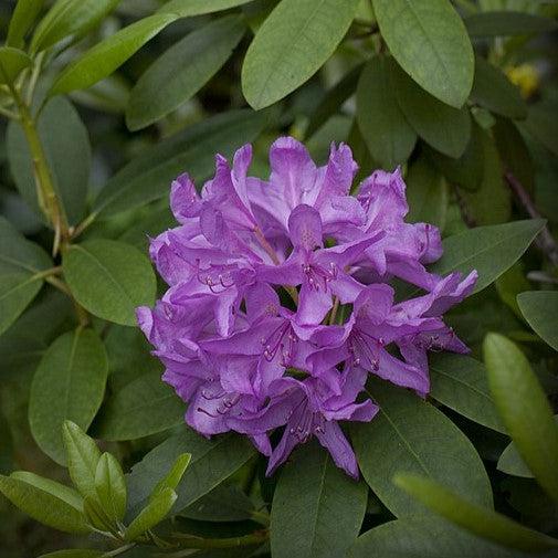 Rhododendron, Boursault Catawba Rhododendron