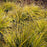 Sedge, EverColor® Everillo Sedge