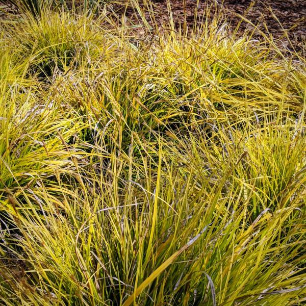 Sedge, EverColor® Everillo Sedge