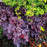 Coral Bells, Northern Exposure™ Black Heuchera
