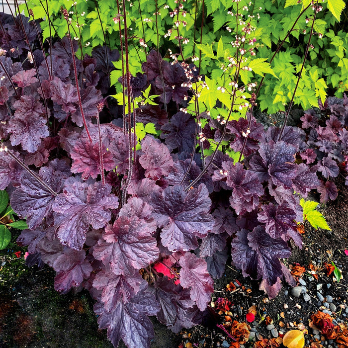 Coral Bells, Northern Exposure™ Black Heuchera
