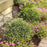 Holly, Gem Box® Inkberry Holly