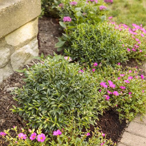Holly, Gem Box® Inkberry Holly