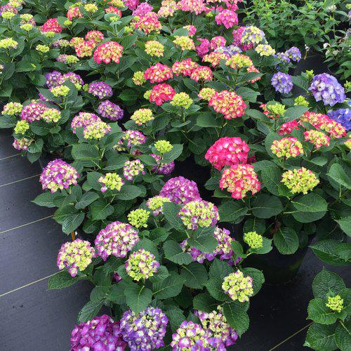 Hydrangea, Wee Bit Giddy® Hydrangea