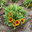 Blanket Flower, Spintop™ Red Starburst Blanket Flower