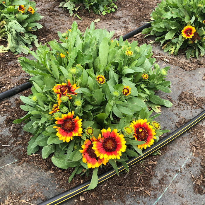 Blanket Flower, Spintop™ Red Starburst Blanket Flower