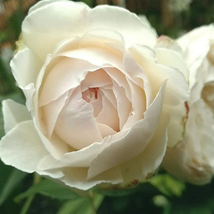 Rose, Claire Austin Rose