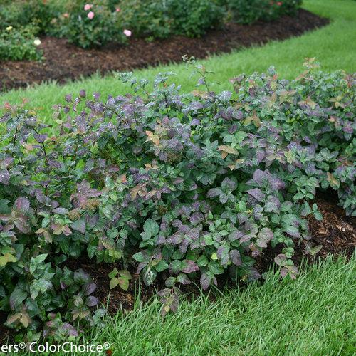 Spirea, Double Play® Blue Kazoo Spirea