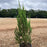Juniper, Blue Point Juniper