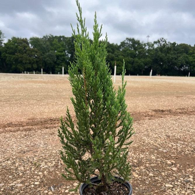 Juniper, Blue Point Juniper