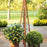 Rose, Oso Easy Lemon Zest® Rose