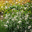 Gaura lindheimeri 'Sparkle White'  - Sparkle White Gaura
