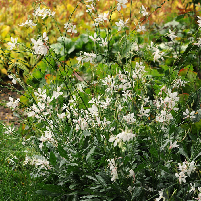 Gaura lindheimeri 'Sparkle White'  - Sparkle White Gaura