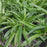 Sedge, Seersucker Sedge