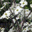 Dogwood, Cloud Nine Dogwood