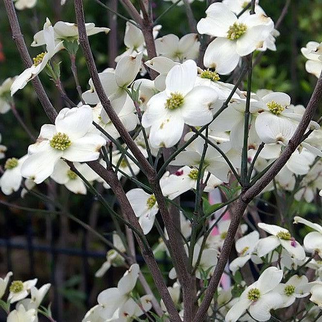 Dogwood, Cloud Nine Dogwood