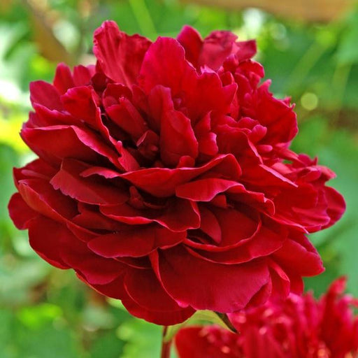 Peony, Red Sarah Bernhardt Peony
