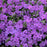 Phlox, PW® Purple Sprite Phlox