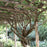 Trumpet Vine