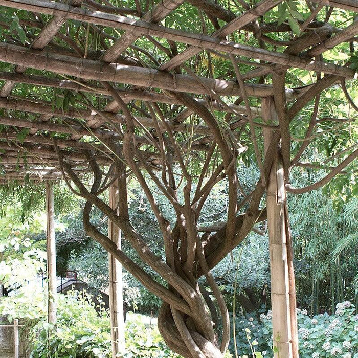 Trumpet Vine