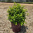 Azalea, Encore Autumn Lily Azalea