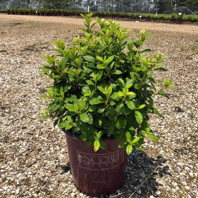 Azalea, Encore Autumn Lily Azalea