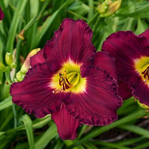 Daylily, Rainbow Rhythm® Nosferatu Daylily