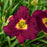 Daylily, Rainbow Rhythm® Nosferatu Daylily