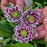Hellebore, Wedding Party® Mix Lenten Rose