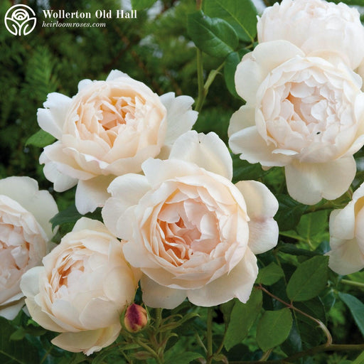 Rose, Wollerton Old Hall Rose