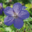 Cranesbill, Johnson's Blue Cranesbill