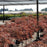 Maple, Red Dragon Japanese Maple
